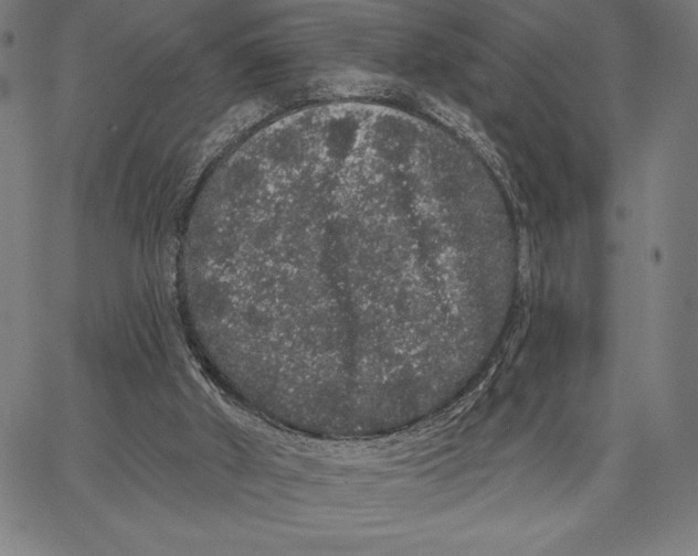 X0000066530010200604071628