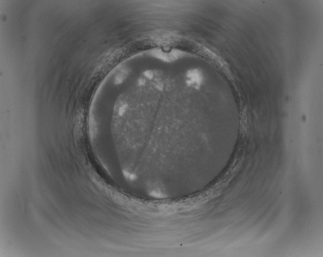 X0000066530018200604071628