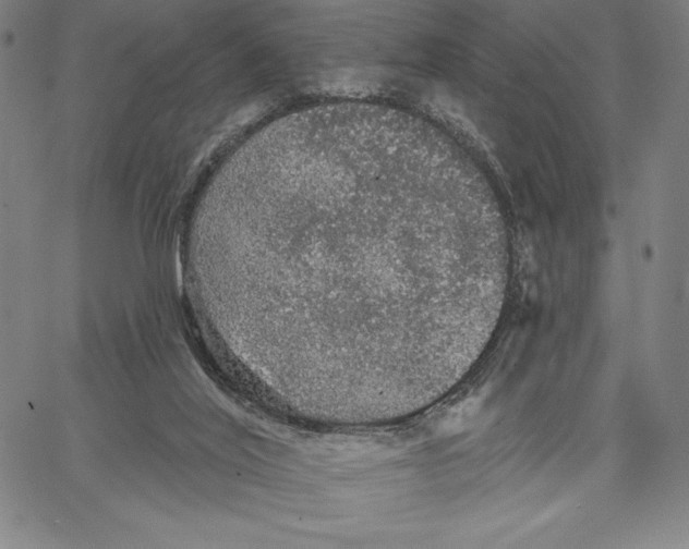 X0000066530020200604071628