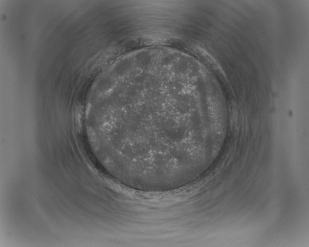 X0000066530026200604071628