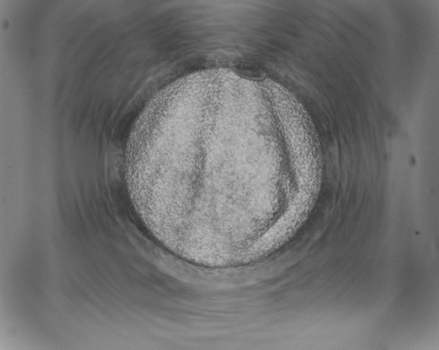 X0000066530038200604071628