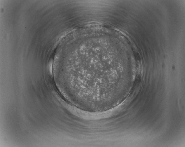 X0000066530047200604071628