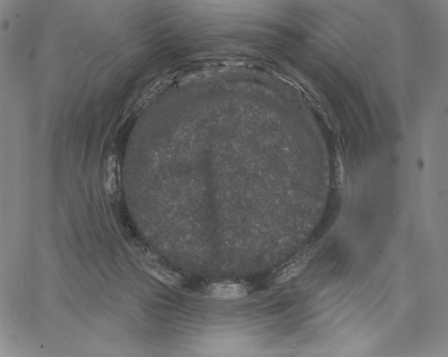 X0000066530169200604071626