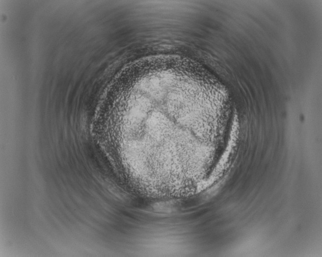 X0000066530178200604071626