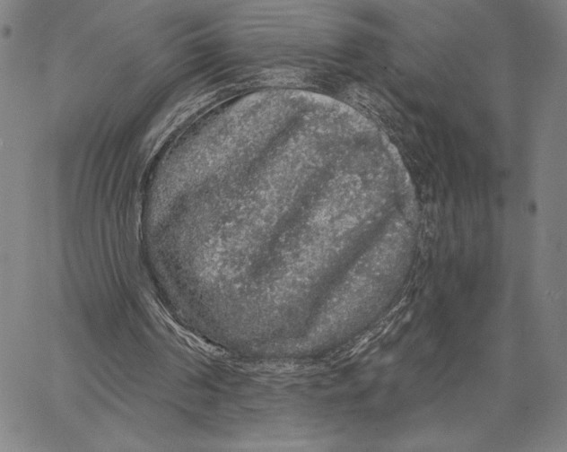 X0000066530194200604071625