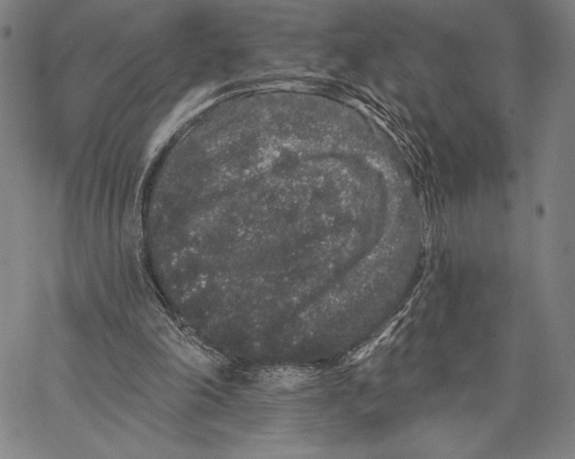 X0000066530198200604071625