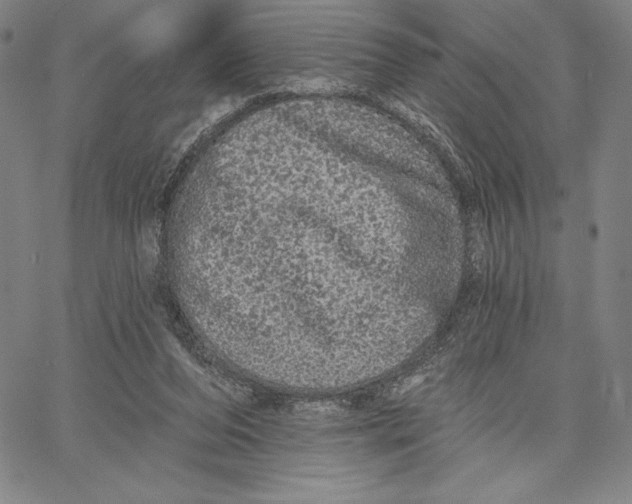 X0000066530208200604071625