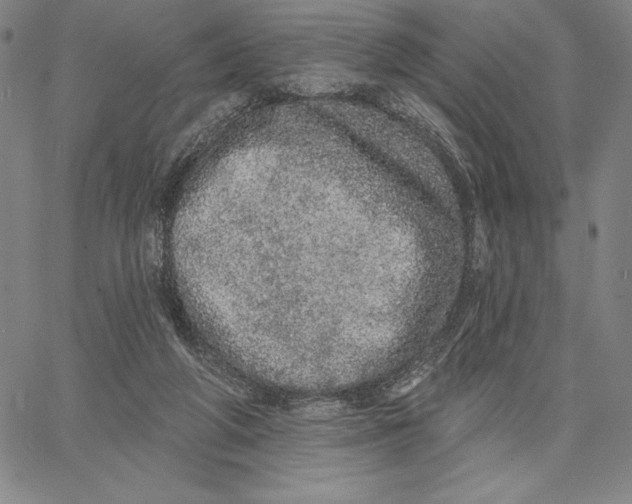 X0000066530210200604071625