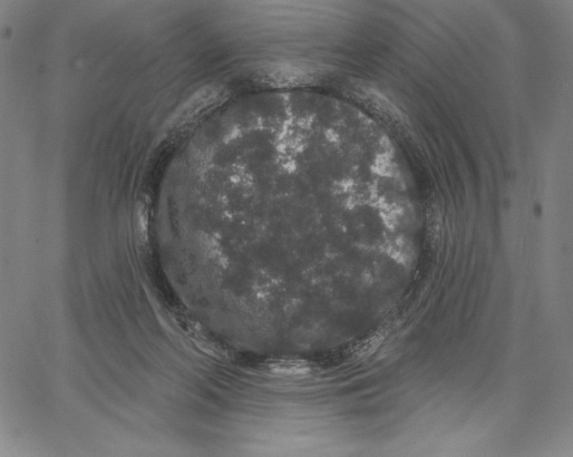 X0000066530214200604071625