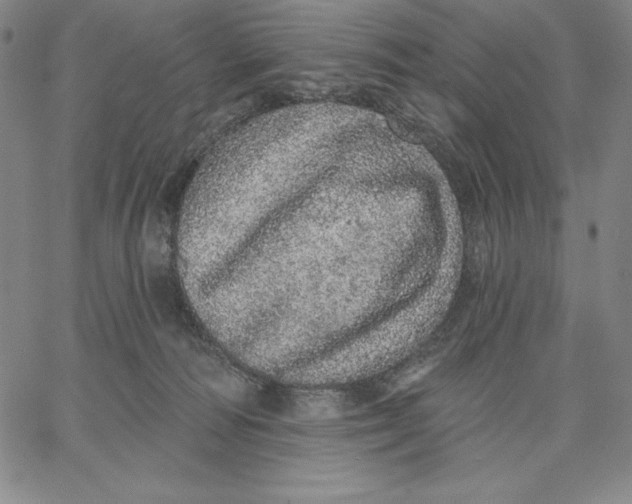 X0000066530226200604071625