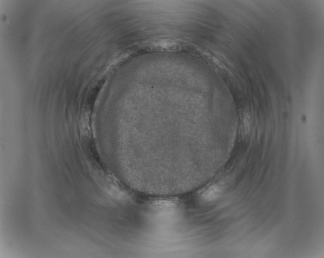 X0000066530236200604071625