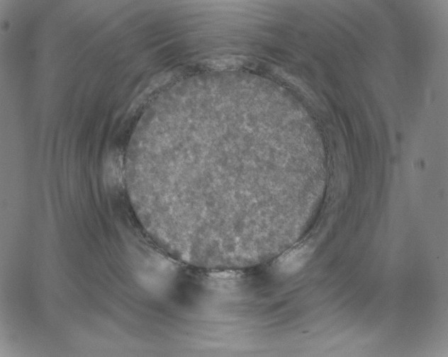 X0000066530240200604071625