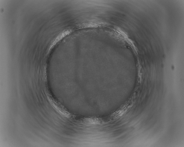 X0000066530250200604071624