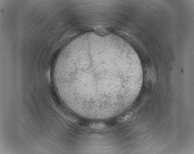 X0000066530262200604071624