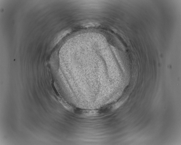 X0000066530288200604071625