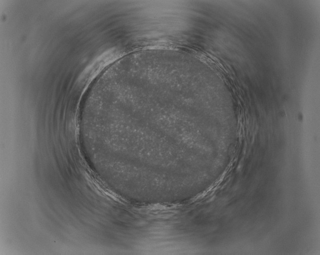 X0000066530290200604071624