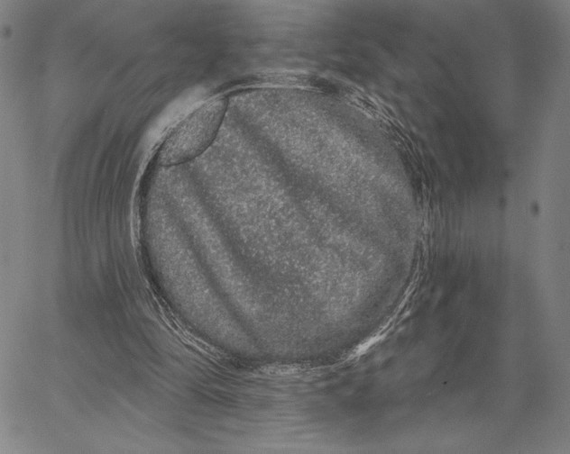 X0000066530294200604071624