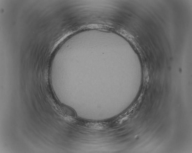 X0000066530297200604071624