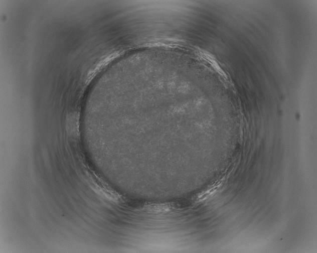 X0000066530299200604071624