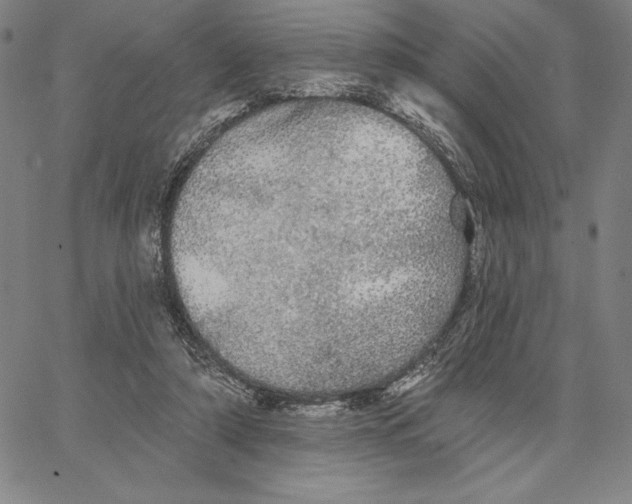 X0000066530306200604071623