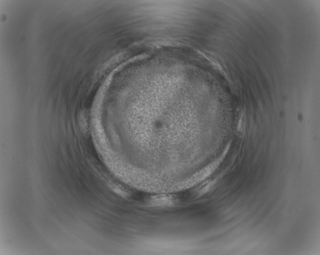 X0000066530335200604071623