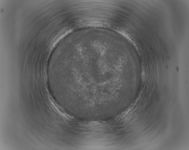 X0000066530390200604071622