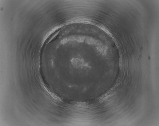 X0000066530438200604071621