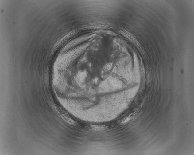 X0000066530442200604071621