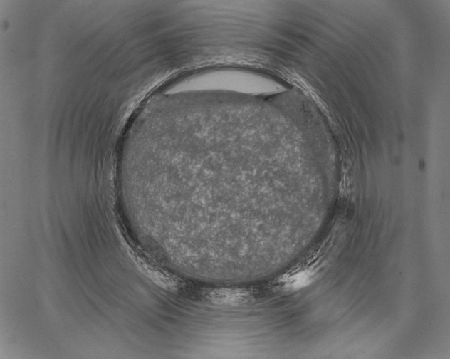 X0000066530444200604071621