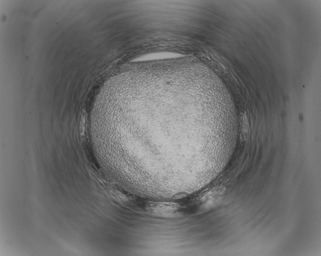 X0000066530463200604071621