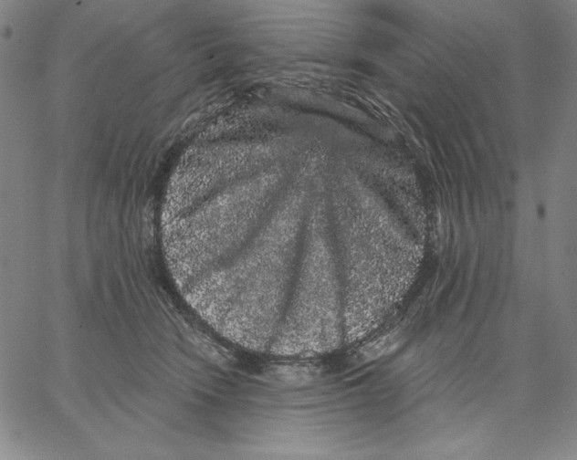 X0000066530466200604071621