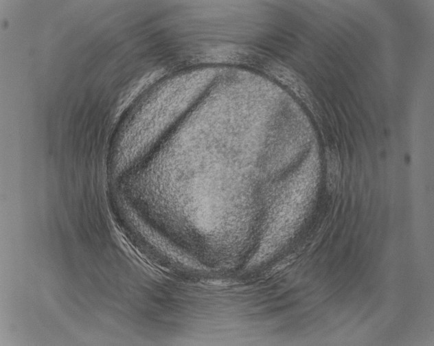 X0000066530482200604071621