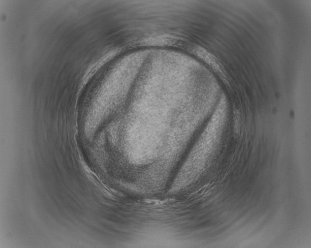 X0000066530486200604071621