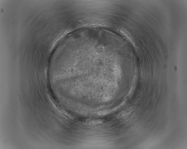 X0000066530491200604071620