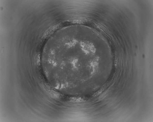 X0000066530502200604071620