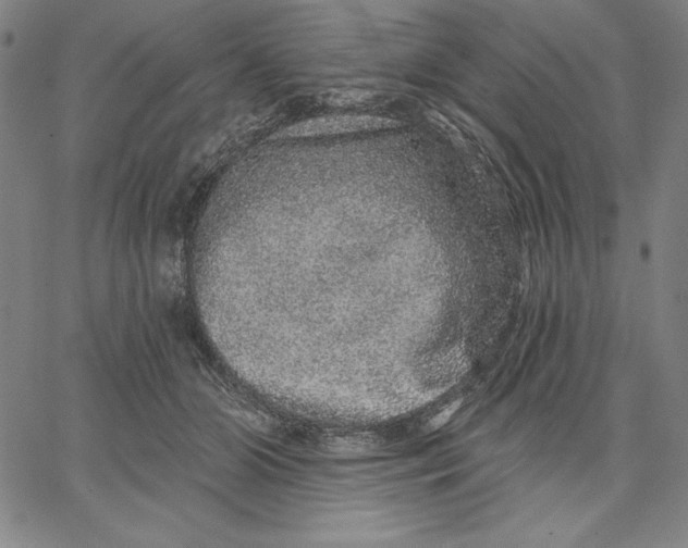 X0000066530510200604071620