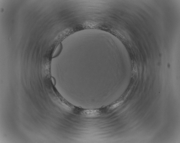 X0000066530526200604071620