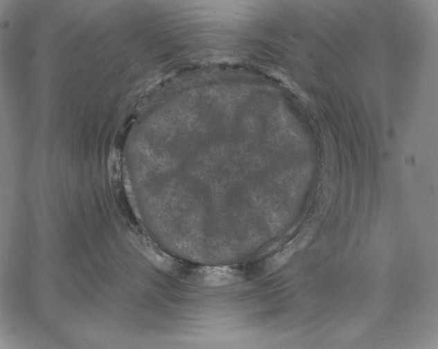 X0000066530528200604071620