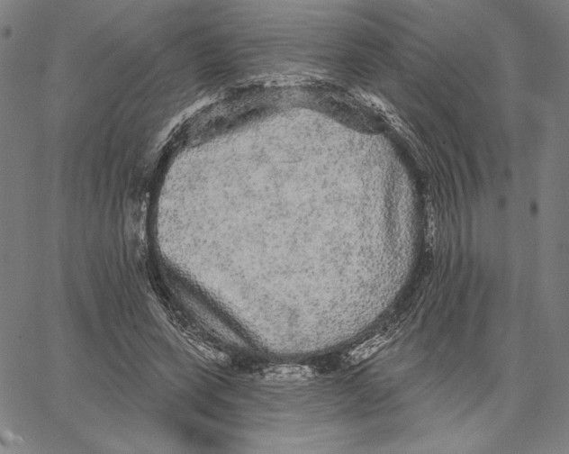 X0000066530543200604071619