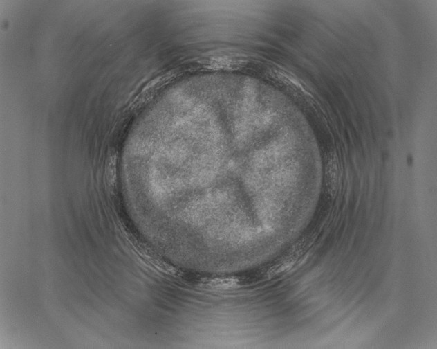 X0000066530554200604071619