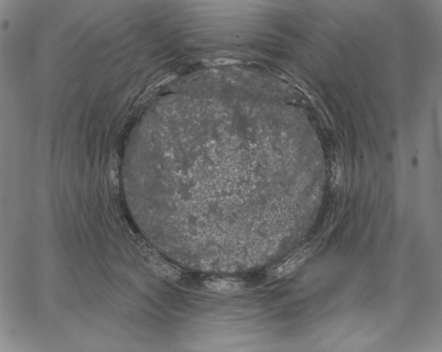 X0000066530561200604071620