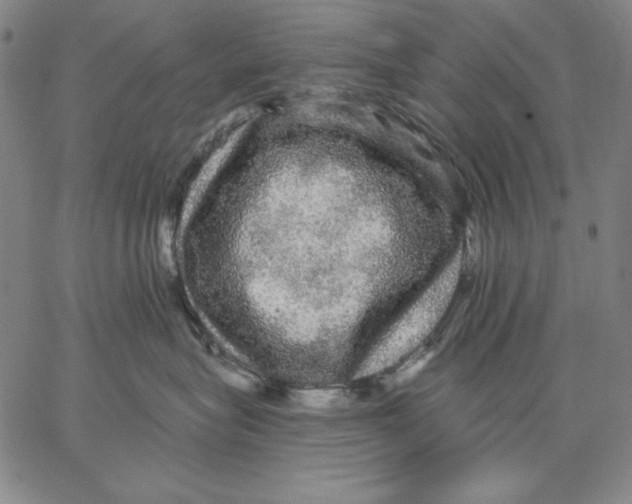 X0000066530575200604071620