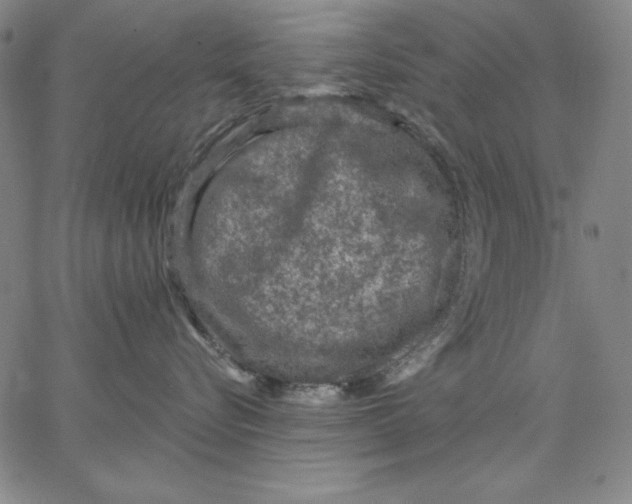 X0000066530576200604071620