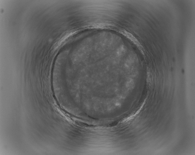 X0000066530577200604071619