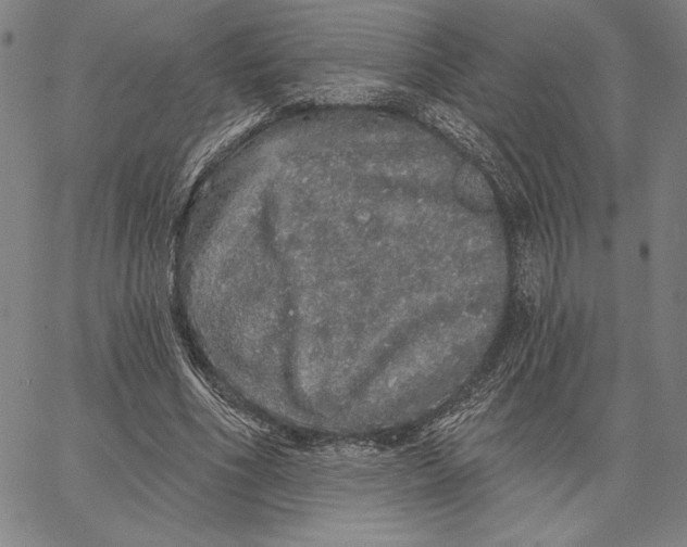 X0000066530586200604071619