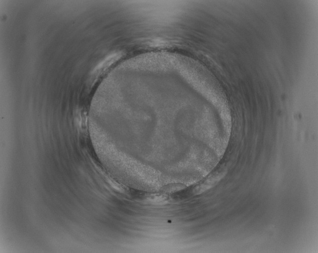 X0000066530624200604071618