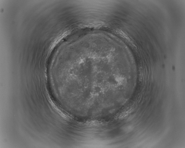 X0000066530634200604071618