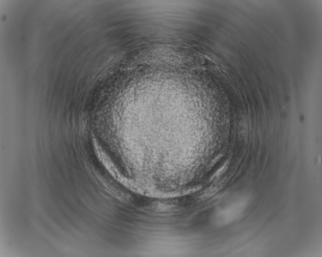 X0000066530662200604071618