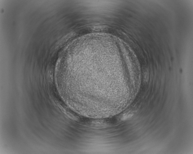 X0000066530666200604071618