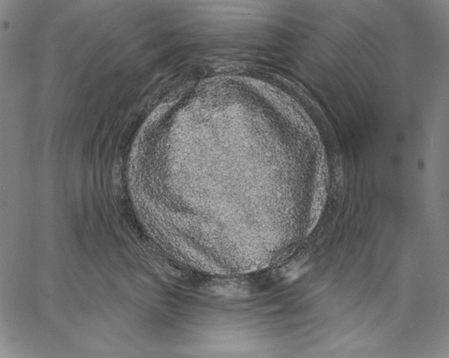 X0000066530667200604071618